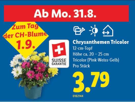 Chrysanthemen Tricolor
