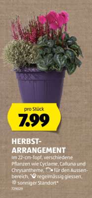HERBST-ARRANGEMENT