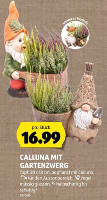 CALLUNA MIT GARTENZWERG