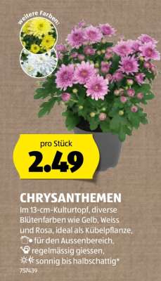 CHRYSANTHEMEN