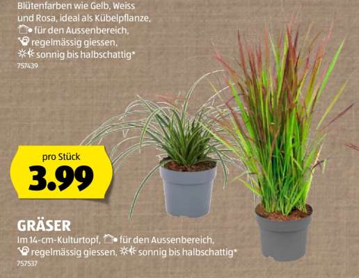 GRÄSER