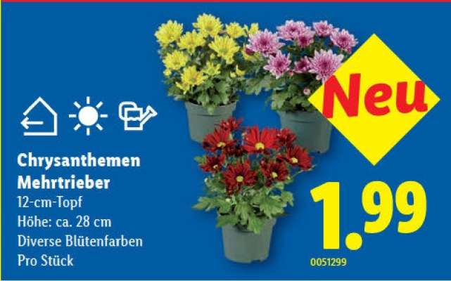 Chrysanthemen Mehrtrieb