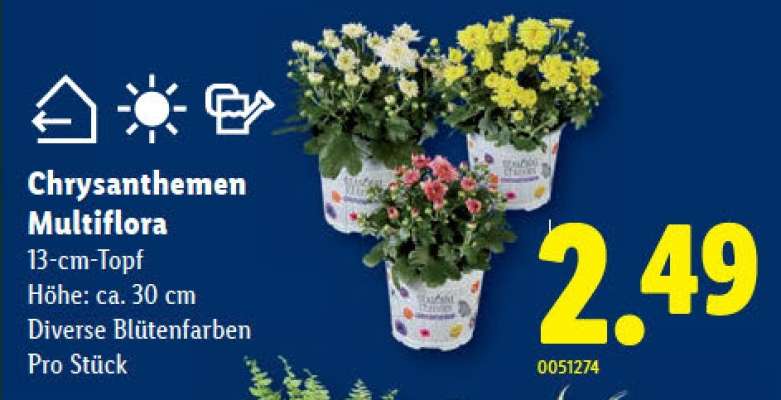 Chrysanthemen Multiflora