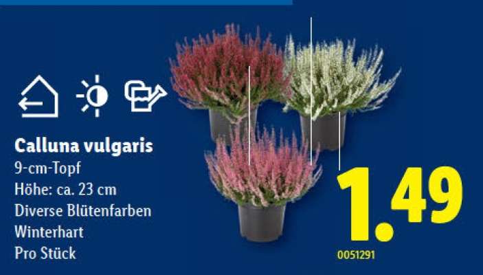 Calluna vulgaris